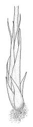 Rhizogonium distichum, perichaetium detail. Drawn from L. Visch 679, CHR 267027.
 Image: R.C. Wagstaff © Landcare Research 2016 